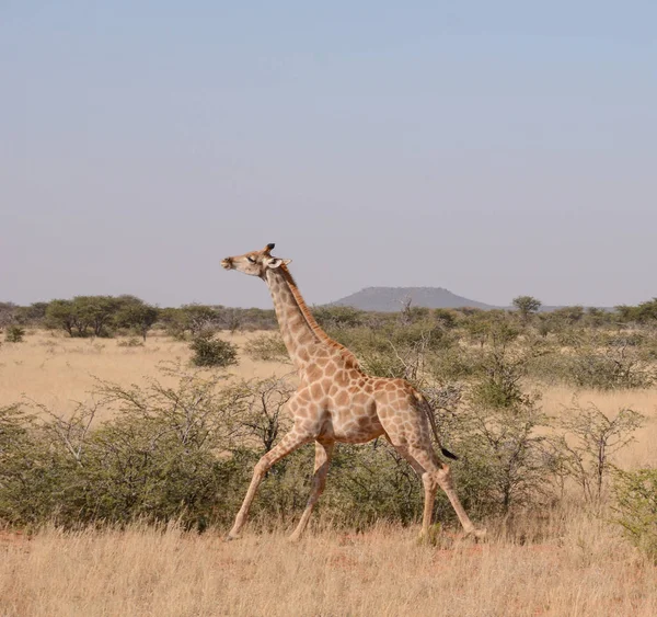 Girafe Afrique Australe Savanna — Photo