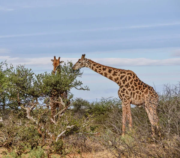 Пара Жирафов Ест Дерева Южноафриканской Саванне — стоковое фото