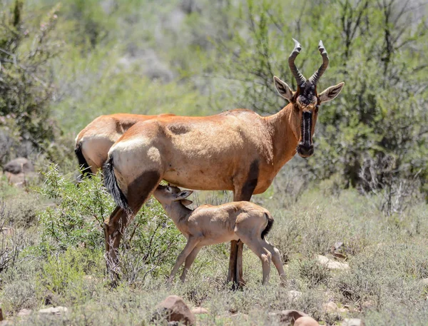 Bebê Hartebeest Vermelho Suckling Sul África Savana — Fotografia de Stock