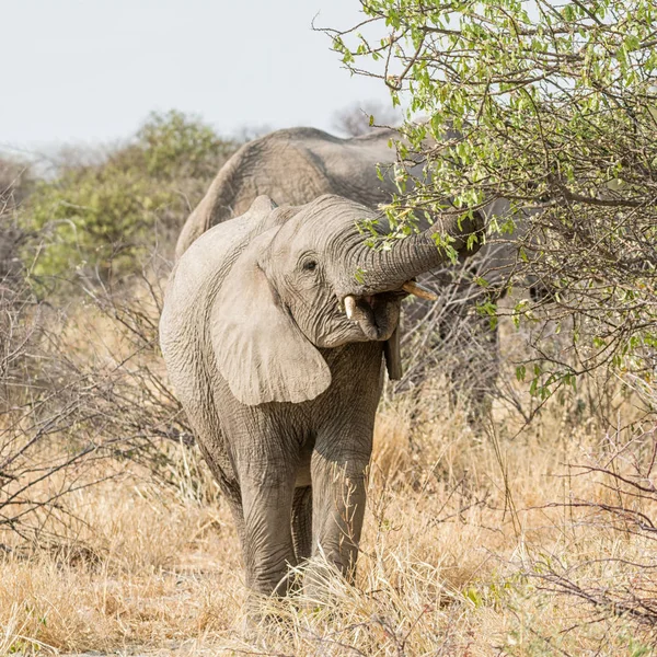 Afričtí Sloni Pást Buši Namibie Savany — Stock fotografie