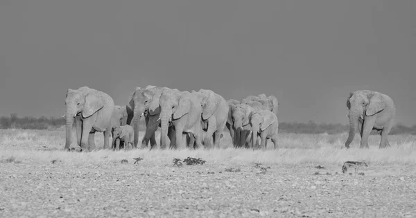 Manada Reproductora Elefantes Africanos Caminando Través Sabana Namibia Monocromo — Foto de Stock