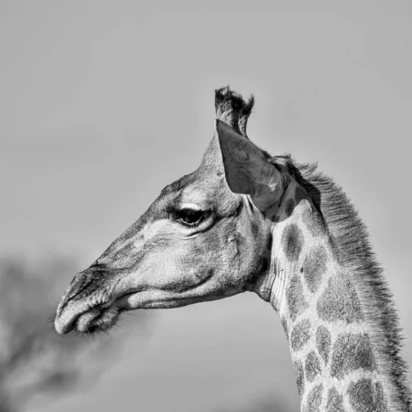 Ein Seitenkopfporträt Einer Giraffe Nordkap Südafrika — Stockfoto