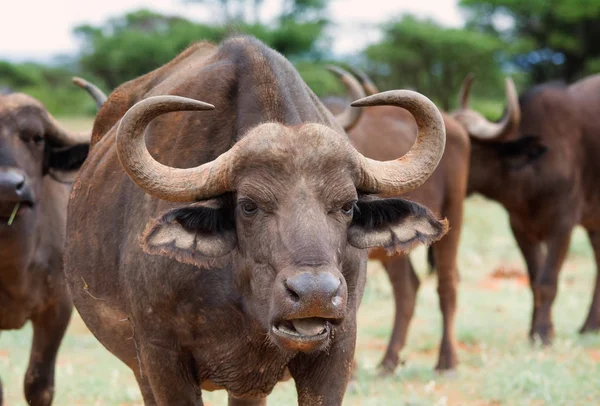 Крупним Планом Африканські Buffalos Північній Капській Провінції Південної Африки — стокове фото