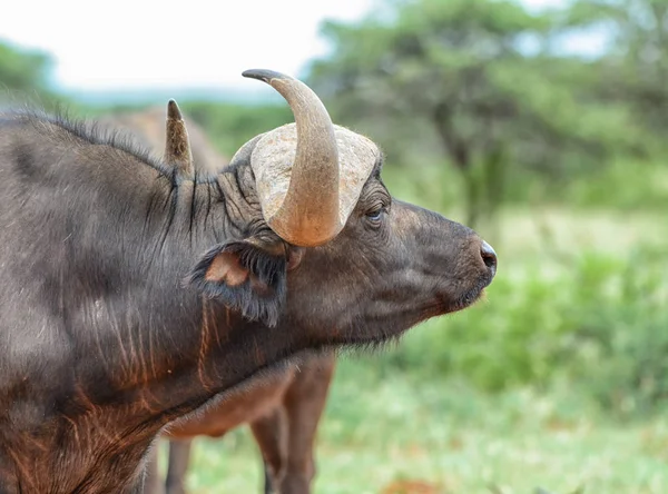 Buffalo Africain Savane Afrique Australe — Photo