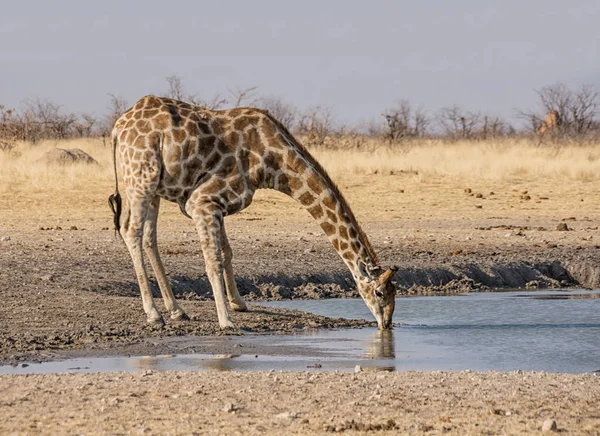 Girafa Bebendo Buraco Rega Savana Namíbia — Fotografia de Stock