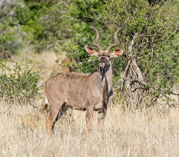 Koedoe Stier Zuidelijke Afrikaanse Savanne — Stockfoto