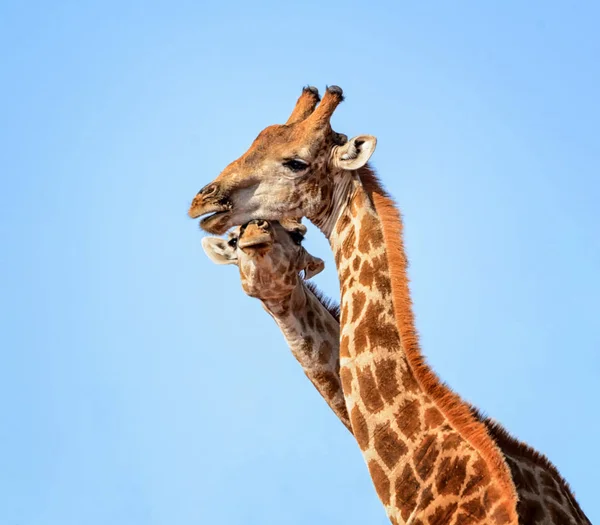 Portret Żyrafa Pary Południowej Afrykańskiej Sawanny — Zdjęcie stockowe