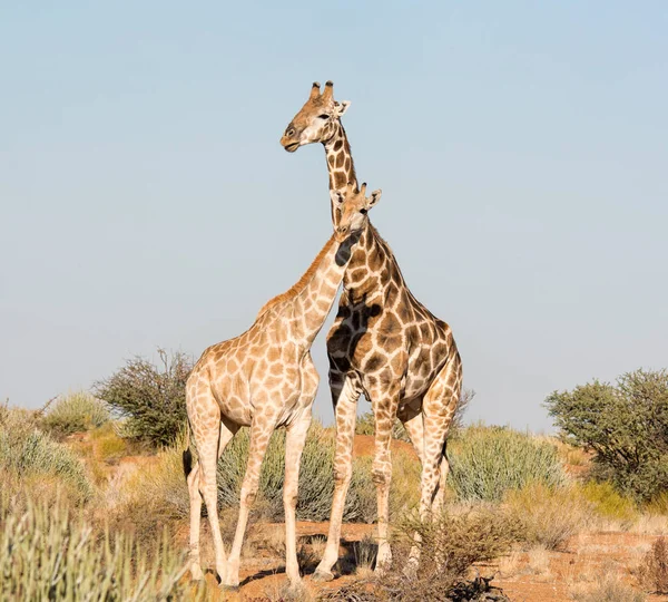 Girafes Mâles Femelles Tenant Ensemble Dans Savane Afrique Australe — Photo