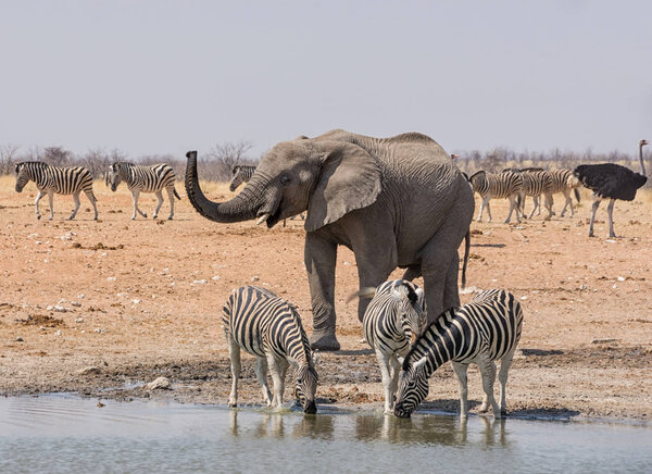 An Elephant chasing Zebra at a watering hole in the Namibian savanna
