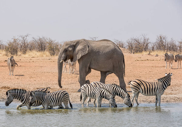 An Elephant chasing Zebra at a watering hole in the Namibian savanna