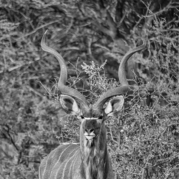 Bull Kudu Południowej Afrykańskiej Sawanny — Zdjęcie stockowe