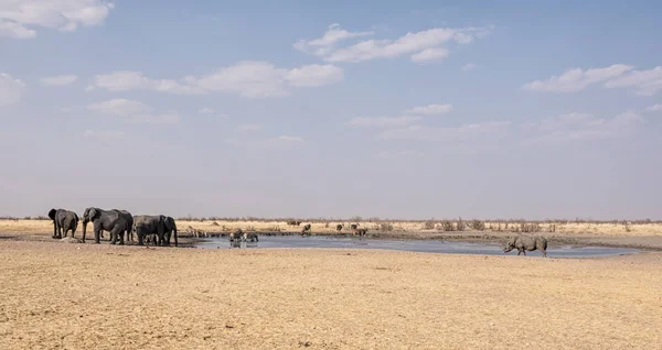 Ocupado Abrevadero Sabana Del Desierto Namibia — Foto de Stock