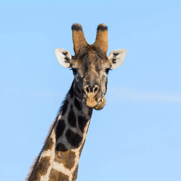 Nahaufnahme Gesichtsbild Einer Giraffe Der Südafrikanischen Savanne — Stockfoto