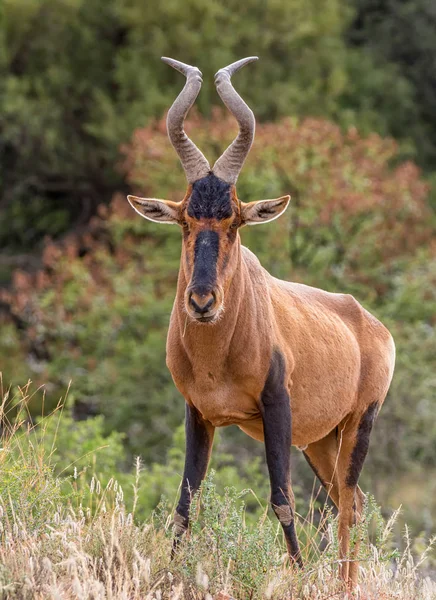 Pro Dospělé Red Buvolec Stepní Jižní Africké Savany — Stock fotografie