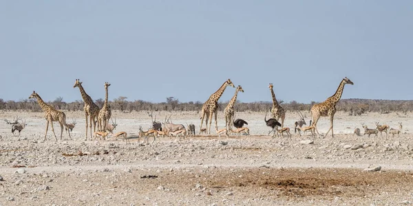 纳米比亚大草原上的非洲野生动物在浇水孔 — 图库照片