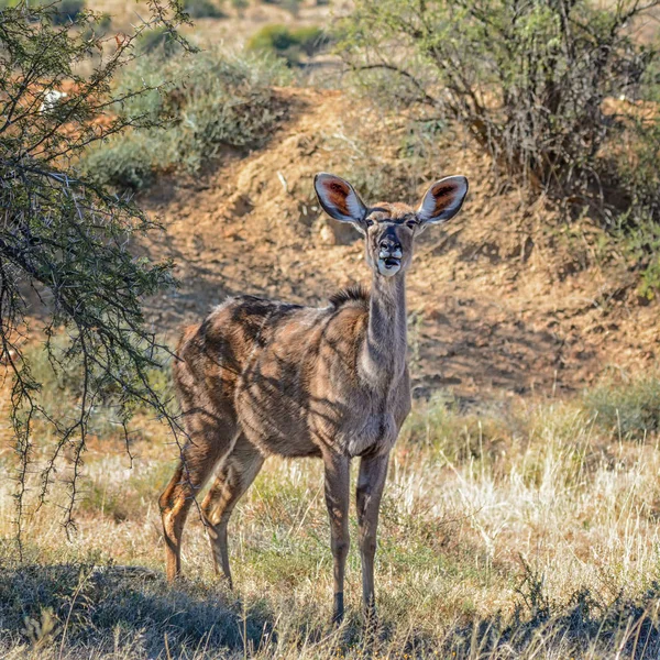 Uma Fêmea Kudu Savana África Austral — Fotografia de Stock