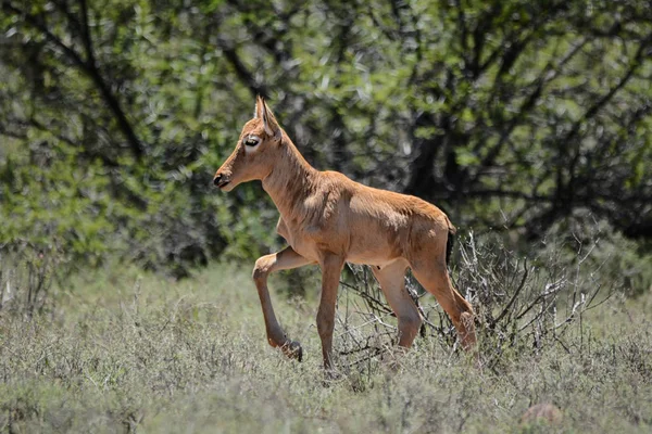 Młodzieńcze Czerwonego Hartebeest Południowej Afrykańskiej Sawanny — Zdjęcie stockowe