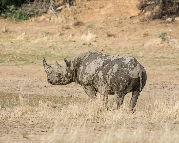 Rinoceronte Negro Sabana Del Sur África — Foto de Stock