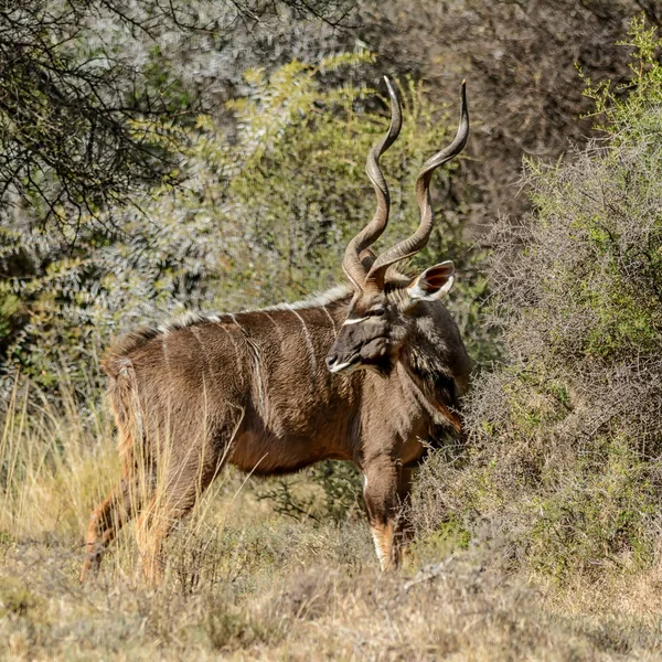 Bull Kudu Południowej Afrykańskiej Sawanny — Zdjęcie stockowe