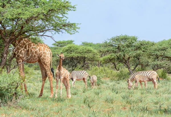 Girafas Zebra Savana África Austral — Fotografia de Stock