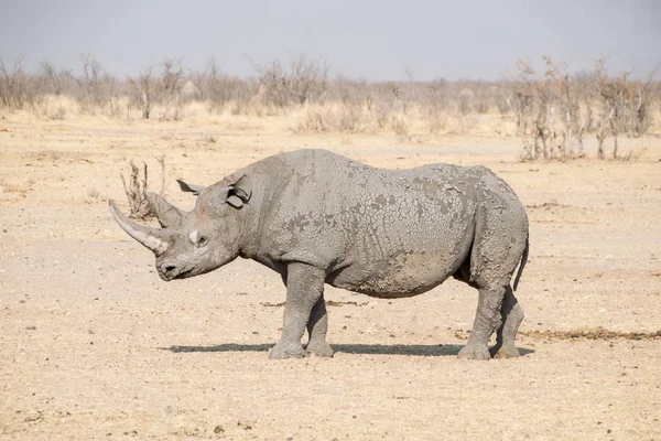 Rhinocéros Noir Solitaire Dans Savane Namibienne — Photo