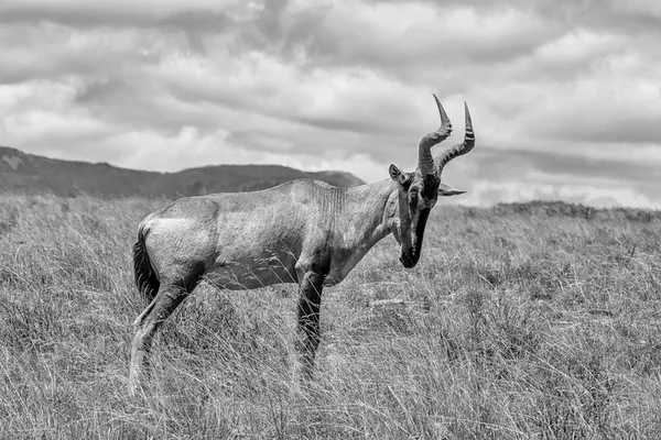 Vuxen Röd Hartebeest Södra Afrikansk Savann Monokrom — Stockfoto