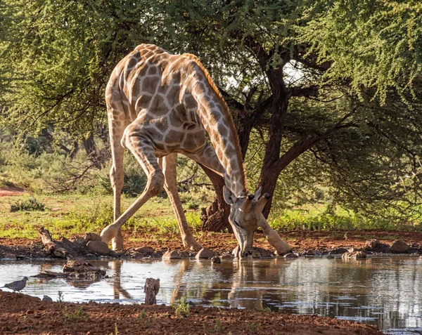 Uma Girafa Solitária Dobra Para Beber Buraco Água Cabo Norte — Fotografia de Stock