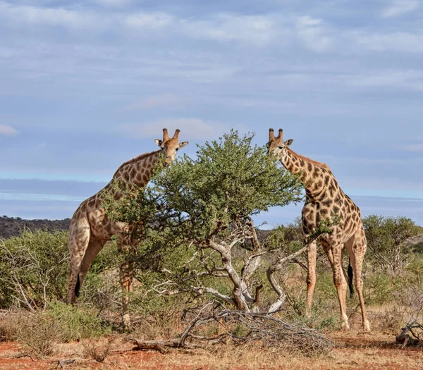 Une Paire Girafes Mangeant Arbre Dans Savane Afrique Australe — Photo