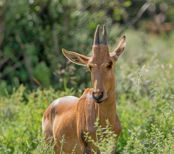 Juvenile Red Hartebeest Standing Bushes Southern African Savannah — Stock Photo, Image