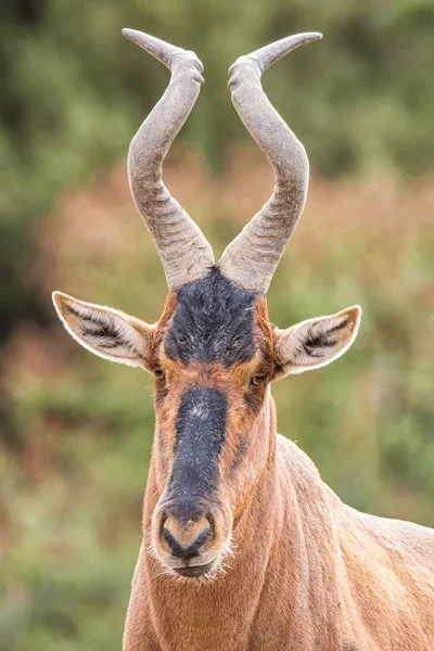 Primer Retrato Facial Antílope Hartebeest Rojo Sur África —  Fotos de Stock
