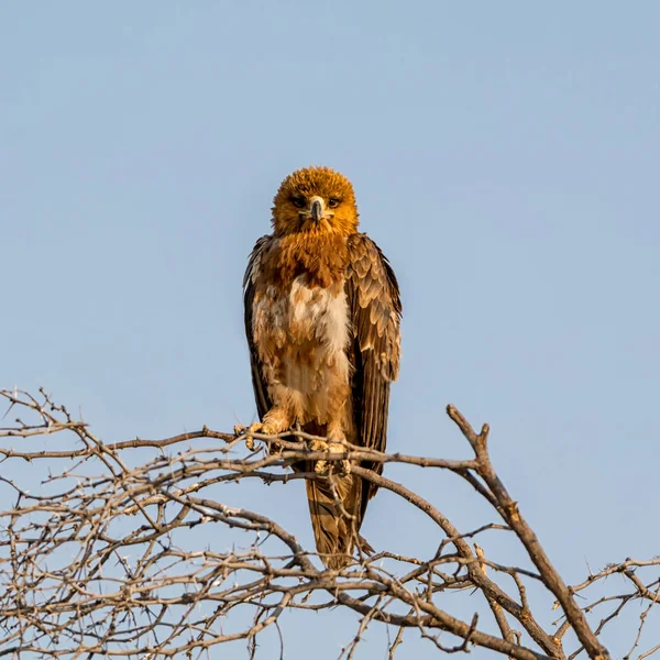 Juvenil Tawny Eagle Empoleirado Uma Árvore Savana Namibiana — Fotografia de Stock