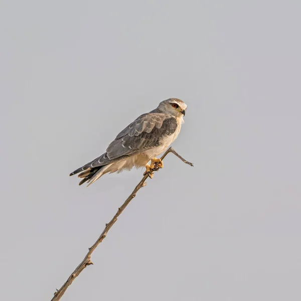 Kite Ombros Pretos Juvenil Empoleirado Uma Árvore Morta Savana Namíbia — Fotografia de Stock