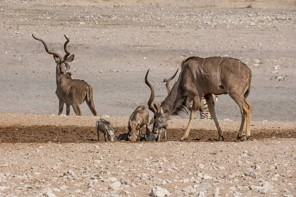 Kudu Tjurar Och Vårtsvin Vid Ett Vattenhål Namibiska Savanna — Stockfoto