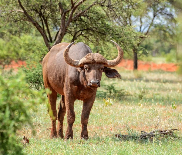 African Buffalo in Southern African savanna