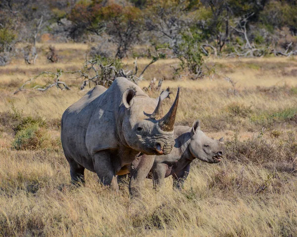 Mãe Rinoceronte Negro Bezerro Seis Meses Cabo Oriental África Sul — Fotografia de Stock