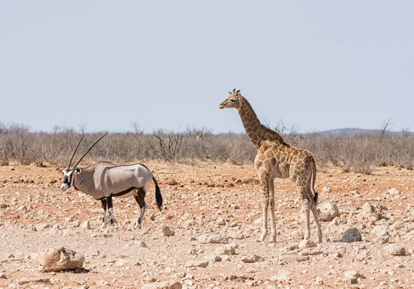 Uma Girafa Juvenil Gemsbok Savana Namíbia — Fotografia de Stock