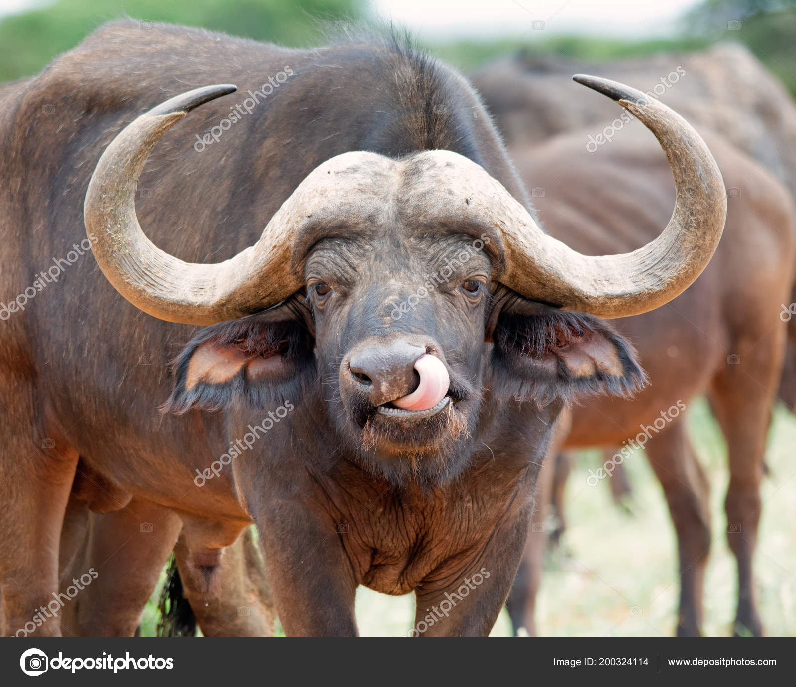 håndbevægelse Celsius Slutning African Buffalo Cleaning It's Nose It's Tongue Stock Photo by ©Binty  200324114