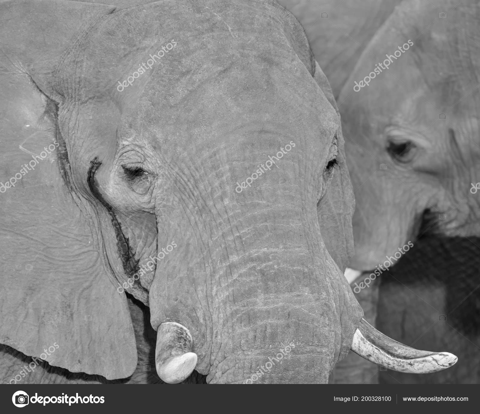 Close Detail African Elephant Face Stock Photo by ©Binty 200328100