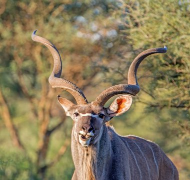 Güney Afrika savana Closeup Kudu boğa çiğneme çekim yüz çimen