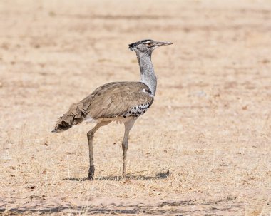Kori Namibya savana yürüyüş damla