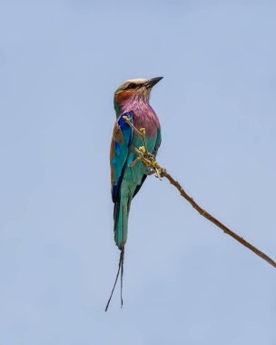 Namibya savana bir ağaçta bir leylak göğüslü rulo tünemiş