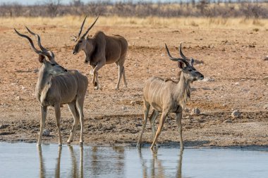 Namibya savana bir sulama delik, kudu boğa