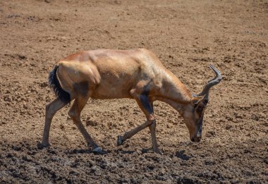 Kırmızı Hartebeest kafaları Güney Afrika savana içecek bir sulama delik için