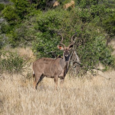 Güney Afrika savana kudu boğa