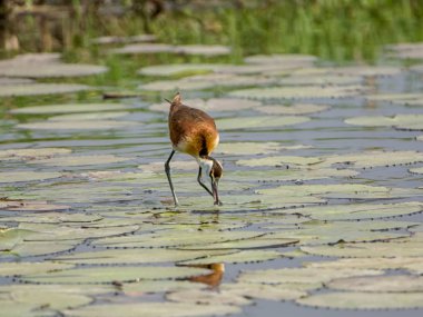 Afrika Okavango Nehri üzerinde zambak yastıkları üzerinde yürüme Jakana