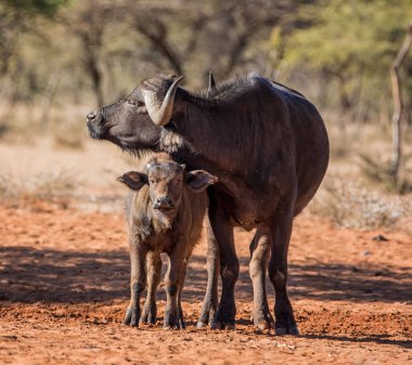Bir Afrika Buffalo anne ve yavrusu Oxpecker kuşlar damat annesi kurbanını öldürürken savana içinde ayakta