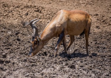 Güney Afrika savana delik sulama, içme kırmızı ile mücadele Hartebeest çamur 
