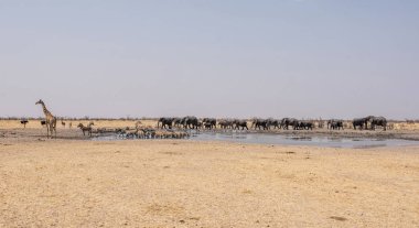 Namibya çöl savana meşgul sulama delik