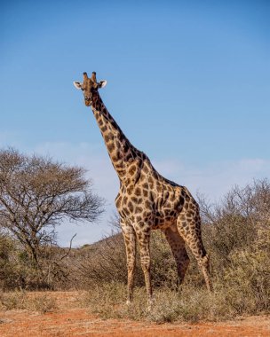 Güney Afrika savana bir zürafa portresi