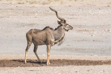Kudu boğa Namibya savana bir sulama delik tarafından